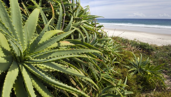 aloe vera anwendung pflanze