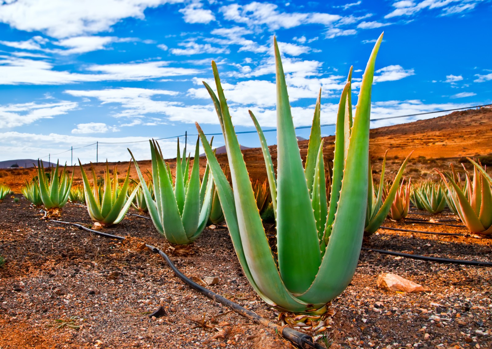 Die Zauberkräfte der Aloe Vera Naturkosmetik CODECHECK.INFO