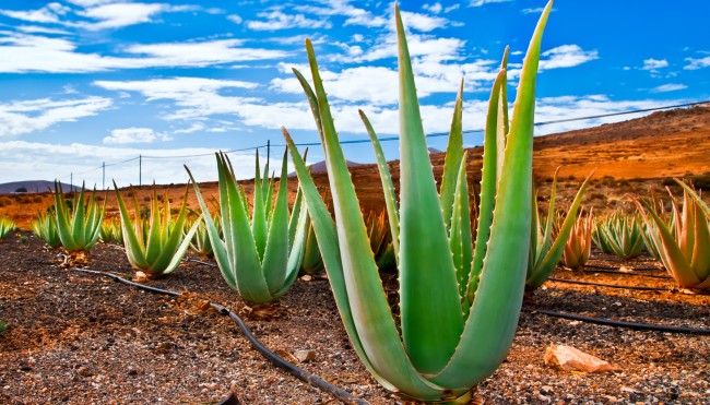 wirkung von aloe vera