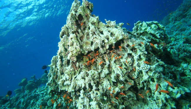 Tote Korallen