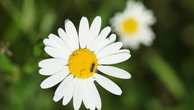 Gänseblümchen essbar