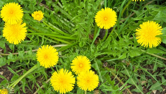 Löwenzahn auf der Wiese