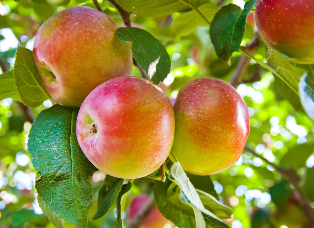 Das sind die gesündesten Apfelsorten - Ernährung – | ||| | || CODECHECK ...