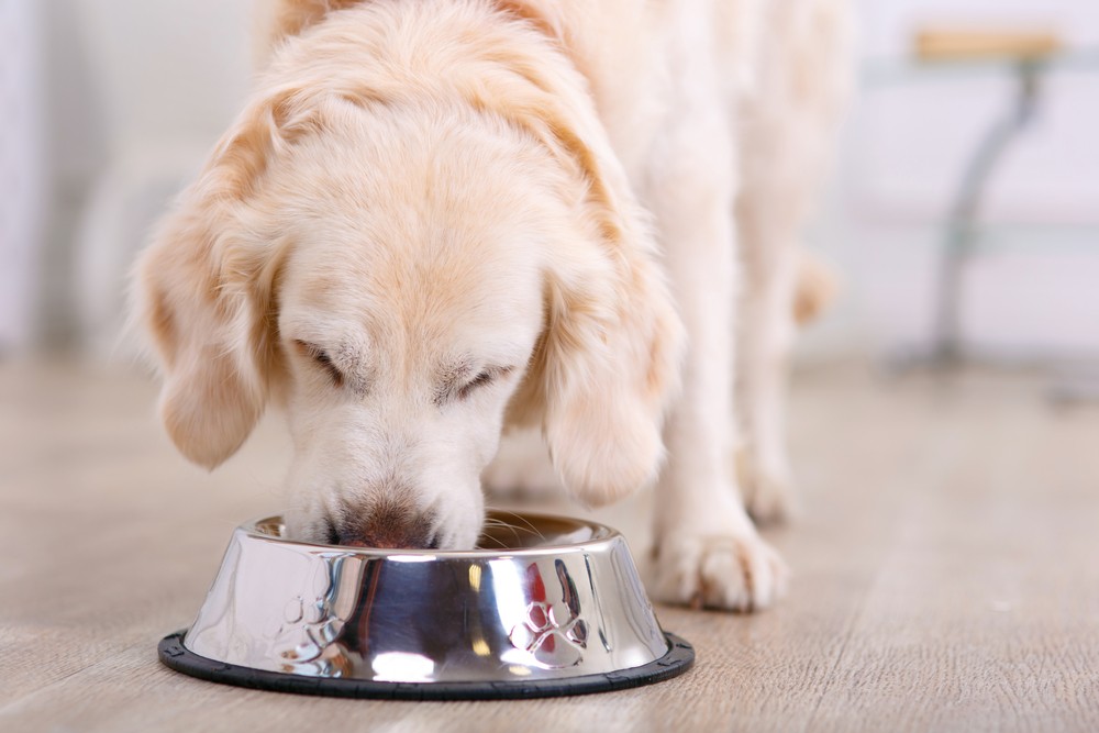 Insekten Alternativer Proteinlieferant für Hunde Reich an Fetten