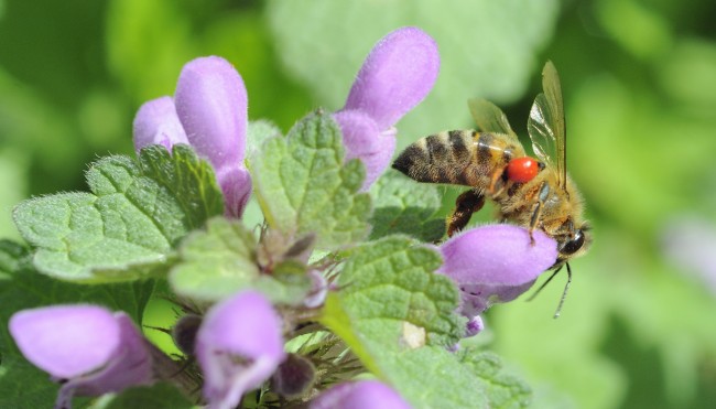 Biene auf Blüte