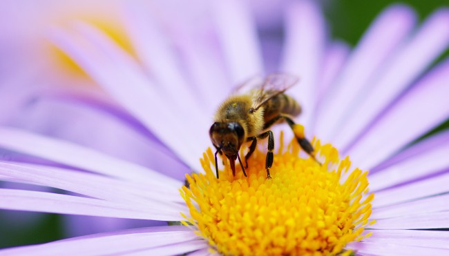 Biene bestäubt Blüte
