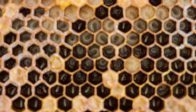 Bienensterben