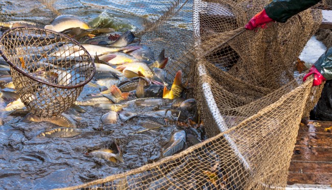 Nachhaltig Fisch essen – geht das überhaupt? - Überfischung ...