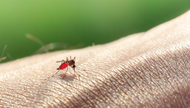 Hausmittel gegen Mückenstiche - der Stich