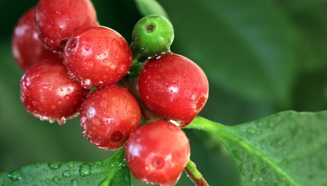 Aus Was Wird Kaffee Gemacht Wie aus Kaffee-Abfällen Geld gemacht wird - Exotisch