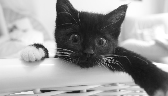 Schwanger Und Katzen Schwanger Und Katzen