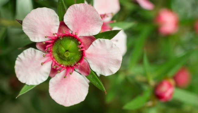 Manuka-Blüte