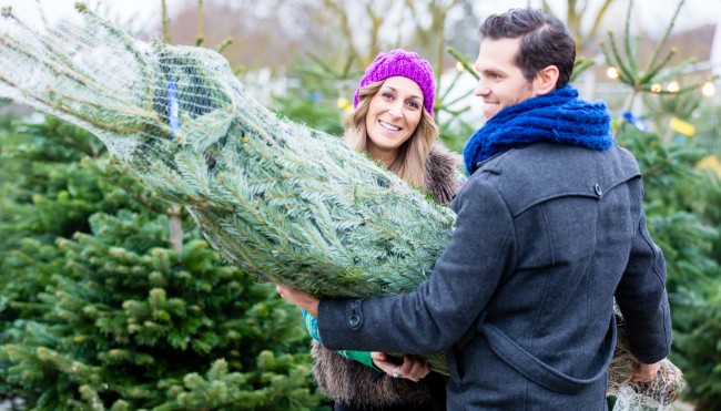 Öko-Weihnachtsbaum