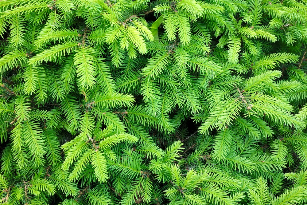 Tannenbaum Honig Ausmalbilder Weihnachten für Erwachsene