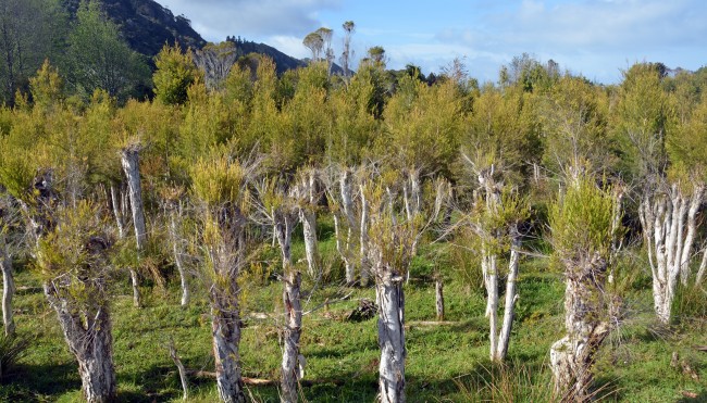 Teebaum Plantage