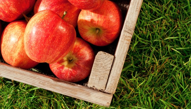 Viele Äpfel im Herbst