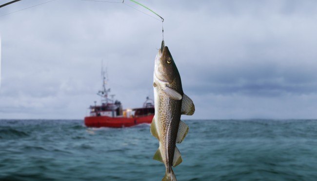 Weniger fischen, mehr Bestand