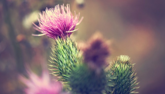 distel