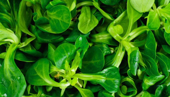 feldsalat