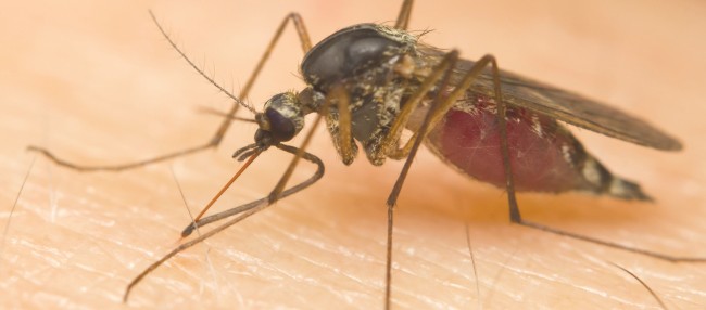 [final] Mückenmittel 85