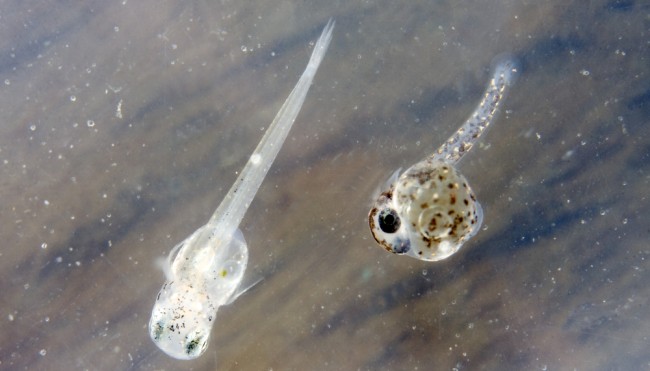 Mikroplastik vergiftet bereits Fischlarven Fischbestände bedroht