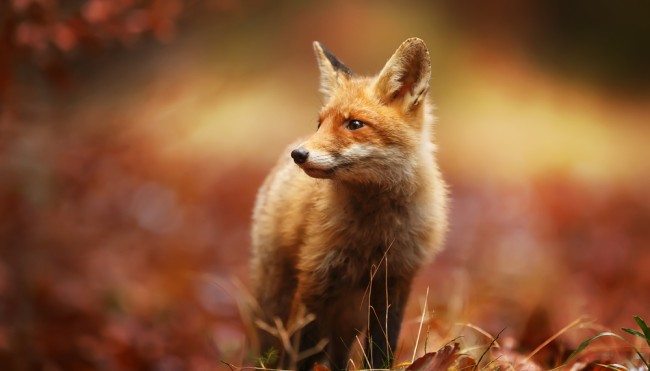 fox deutschland fox deutschland