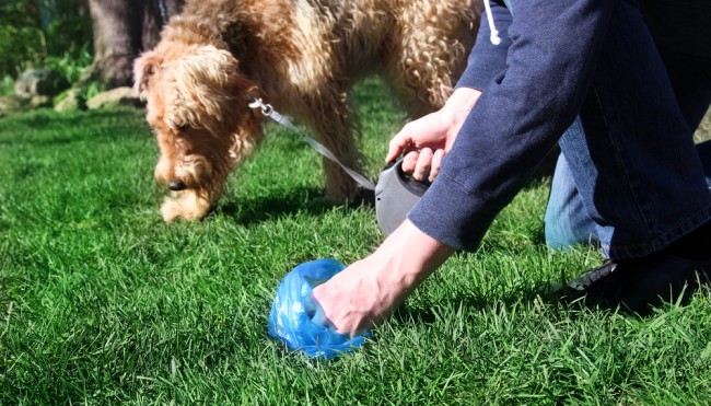 Plastik, Plastik, Plastik Wohin mit dem Hundekot? Umwelt