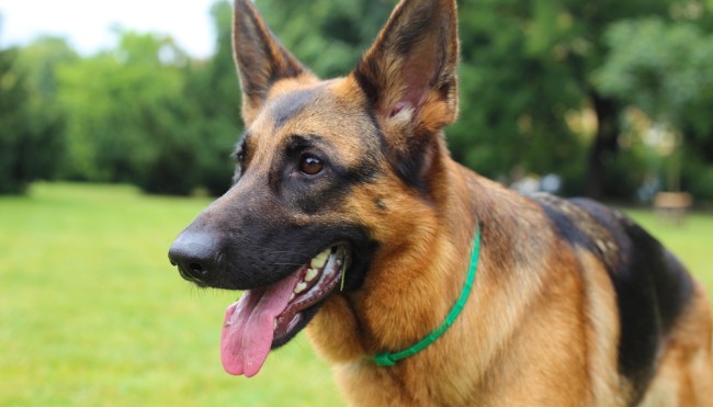 Aussehen vor Gesundheit Überzüchtung lässt Hunde leiden Tierschutz