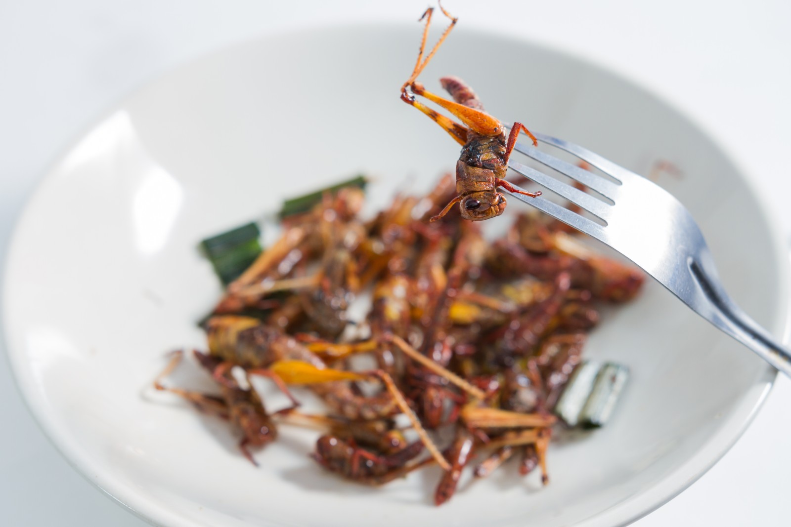 Insekten: Eine sinnvolle Alternative zu Fleisch ...