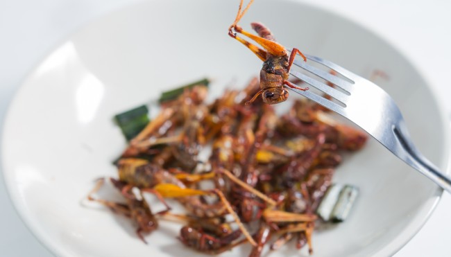 insekten-205015681-1 Kopie