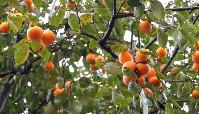 Kaki: Super Frucht und super Rezepte - Lecker &amp; gesund ...