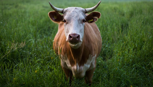 Wie Viel Prozent Der Treibhausgase Stammen Von Kuhen Klimakiller Viehhaltung Codecheck Info
