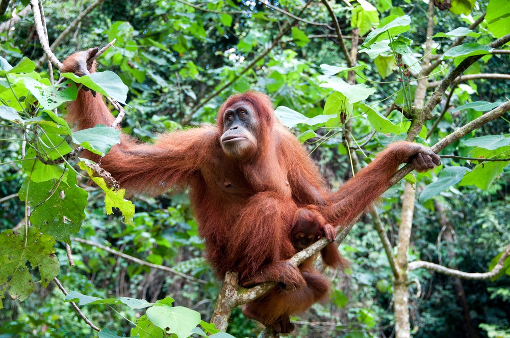 CodeCheck BorneoOrangUtan vom Aussterben bedroht