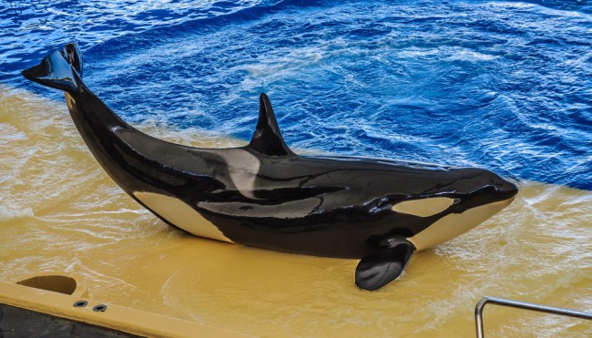 Was Macht Gefangenschaft Mit Einem Orca Arte Doku Der Killerwal Codecheck Info
