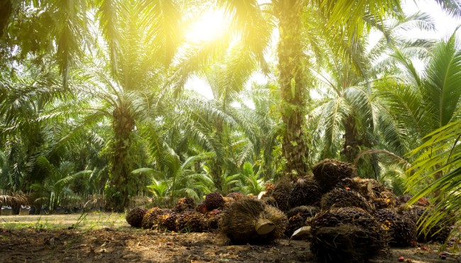 Palm öl Palm öl