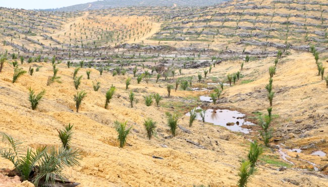 palmöl