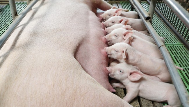 CodeCheck - So leben Schweine in der Massentierhaltung